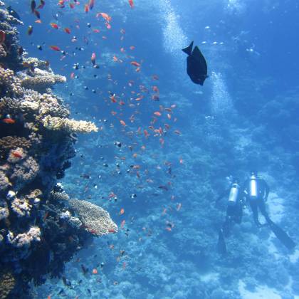 Scuba Divers Explore A Lively Coral Reef, Surrounded By Colorful Fish, In A Clear Ocean Setting.