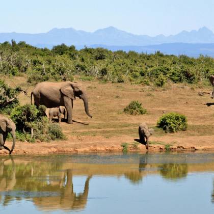 A Herd Of African Elephants By A Waterhole Reflecting Lush Greenery And Distant Mountains.