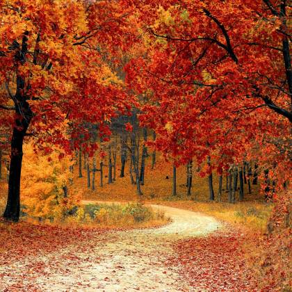 A Picturesque Autumn Scene Featuring A Winding Path Through A Vibrant Forest Of Red And Orange Leaves.