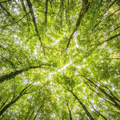 Looking Up Through The Dense Green Canopy In A Vibrant Forest, Showcasing Nature's Beauty.
