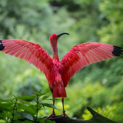 Stunning Scarlet Ibis Displaying Wings In Lush Outdoor Setting In Munich, Germany.