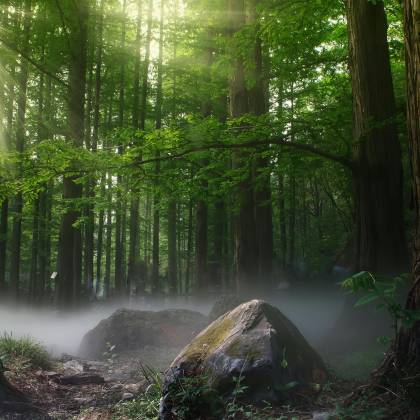 Sun Rays Filtering Through A Foggy Forest In Dongcheng Qu, Beijing, Creating A Magical Scene.