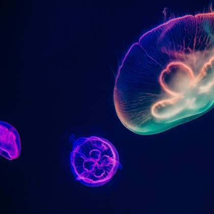Glowing Jellyfish With Neon Colors Swim Gracefully In An Illuminated Aquarium Setting.