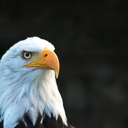 Majestic Bald Eagle With Striking Eyes And Beak In Natural Light