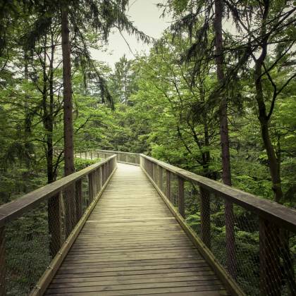 Explore A Scenic Wooden Walkway Through A Serene Green Forest, Perfect For Nature Lovers And Hikers.