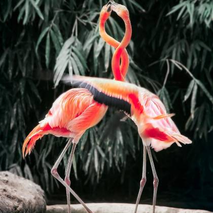 Two Flamingos Engage In A Vibrant Courtship Ritual Amidst Lush Greenery, Showcasing Their Vivid Feathers.