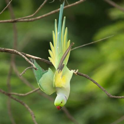 A Colorful Parrot Hanging Upside Down On A Branch In Its Natural Habitat, Showcasing Vivid Plumage.