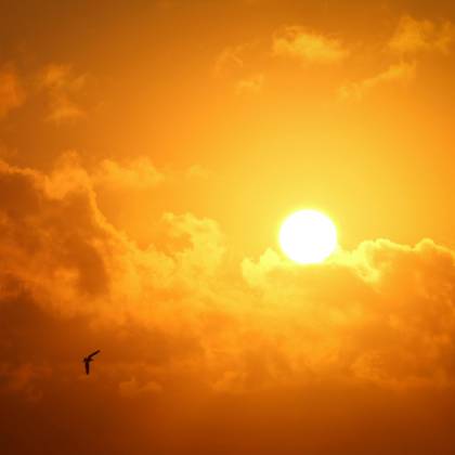 A Serene Sunset With A Vibrant Sky And A Lone Bird Flying Across. Perfect For Nature Lovers.