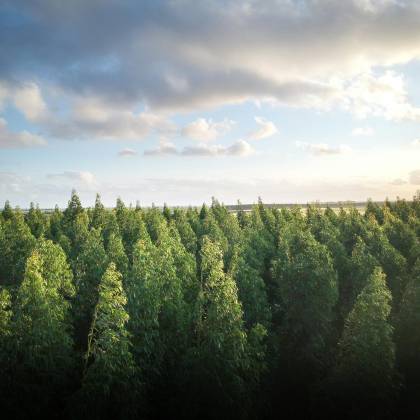Aerial View Of A Dense Eucalyptus Forest Under A Bright Sky In Taperoá, Brazil.