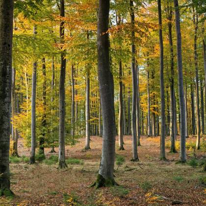A Tranquil Autumn Scene Showcasing Tall Trees With Colorful Foliage In A Forest.