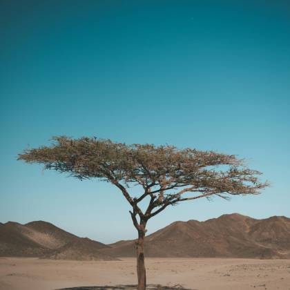 A Solitary Tree Stands In A Vast Arid Desert, Emphasizing Nature's Endurance.