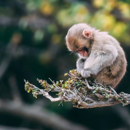 A Cute Young Macaque Resting On A Tree Branch With A Blurred Nature Background.