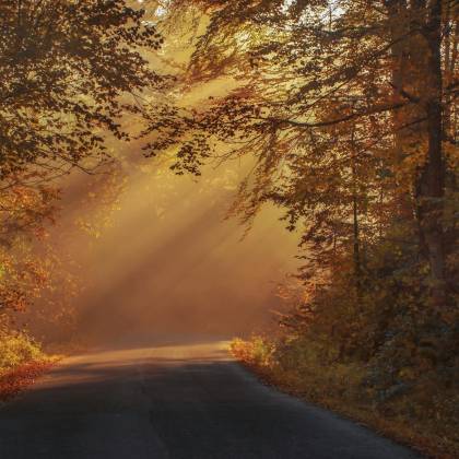 Sunlight Filters Through The Autumn Forest Canopy In Văliug, Romania, Creating A Magical Morning Scene.