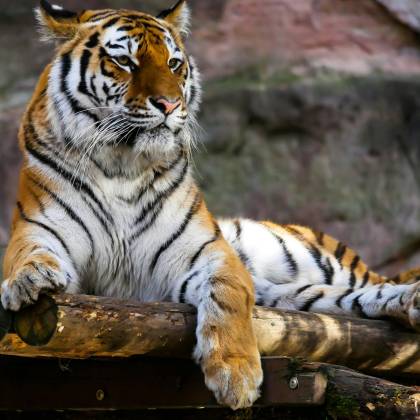Close Up Of A Majestic Tiger Lying On A Wooden Platform, Showcasing Its Fierce And Regal Presence.