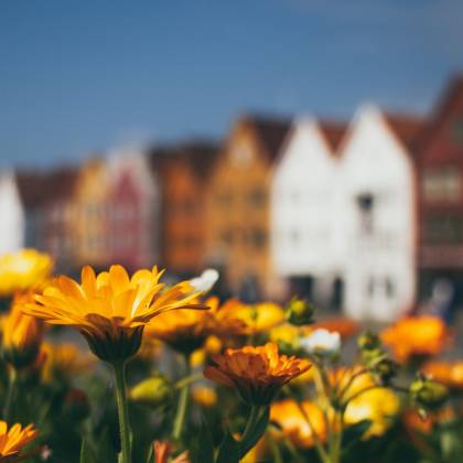 Vibrant Yellow Flowers Contrasted With Traditional Wooden Houses In Bergen, Norway, Under A Sunny Sky.
