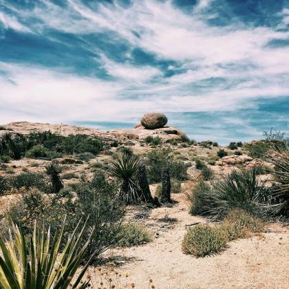 Explore The Arid Beauty Of Twentynine Palms With This Stunning Desert Landscape Featuring Yucca Plants And Rock Formations.