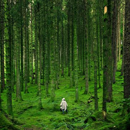 A Solitary Person Walking In A Lush, Green Forest With Tall Trees.