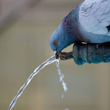 Pigeon Drinking From A Fountain Pipe. Close Up Wildlife Image Captured Outdoors.