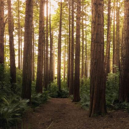 Scenic Path Through Tall Evergreen Trees In A Tranquil New Zealand Forest. Perfect For Nature Lovers.