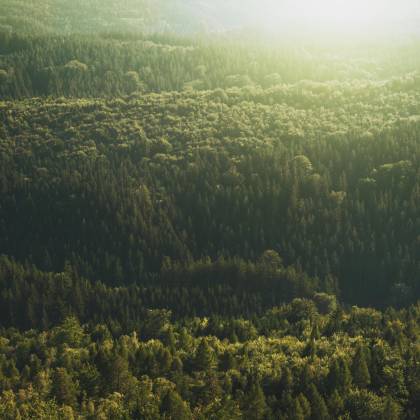 Aerial View Of A Vast Evergreen Forest Bathed In Sunlight, Showcasing Dense Greenery And Conifers.