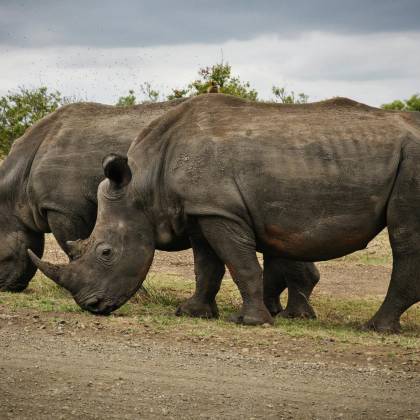 Two Rhinoceroses Graze In Kruger Park, Showcasing The Beauty Of South African Wildlife.