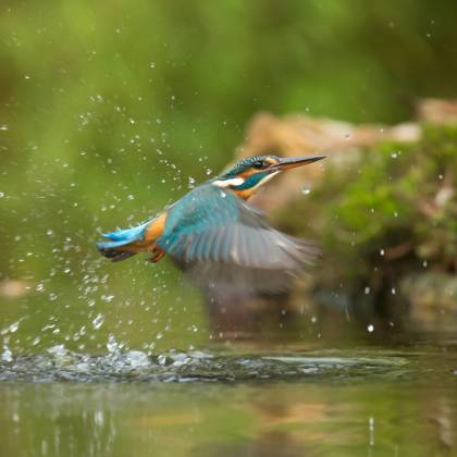 A Vibrant Kingfisher Captured Mid Flight Creating Splashes Over Clear Water.