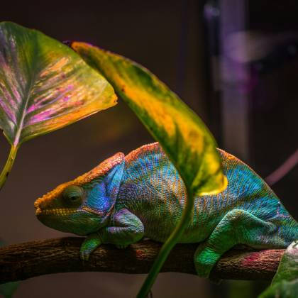 A Colorful Chameleon Resting On A Branch Surrounded By Lush Leaves.
