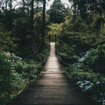Experience Tranquility On A Wooden Bridge Surrounded By Lush Greenery In A Peaceful Forest Setting.