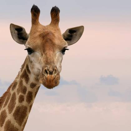 Charming Close Up Of A Giraffe's Face Against A Gentle Sky In South Africa.