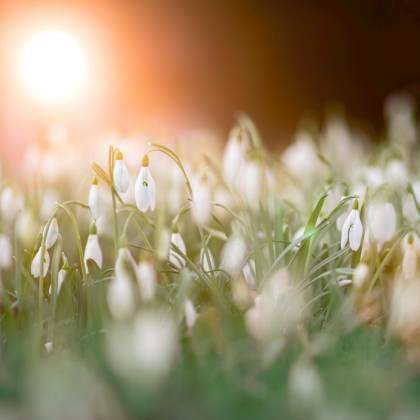 A Serene Field Of Snowdrops With The Warm Glow Of Sunrise, Capturing The Essence Of Spring In Nature.