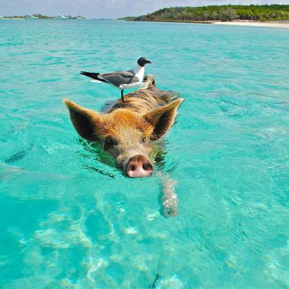 Pig Swimming In Crystal Clear Ocean With A Seagull Perched On Its Back, Showcasing Nature's Harmony.