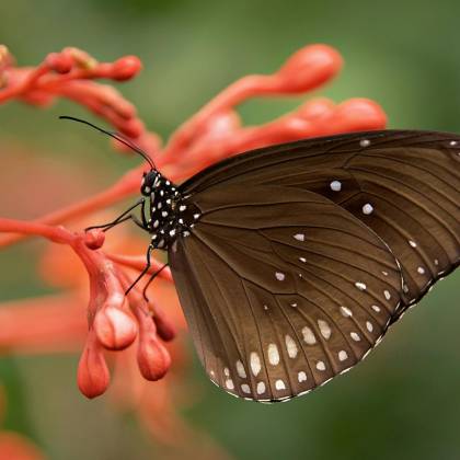 Close Up Of A Butterfly With Brown Wings Perched On Red Flowers In Nature.