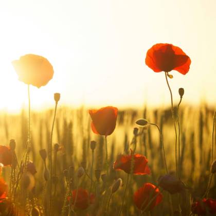 A Stunning View Of Red Poppies In A Sunlit Field, Perfect For Nature And Floral Themes.