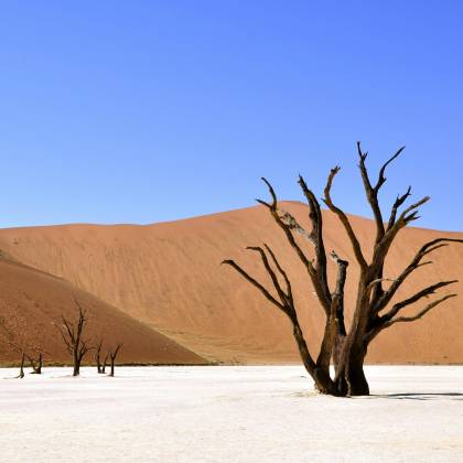 A Breathtaking View Of Deadvlei Desert Featuring Iconic Dead Trees Against Dunes And Blue Sky.